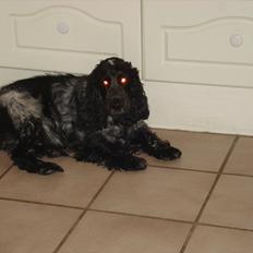 Cocker spaniel mille