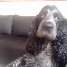 Cocker spaniel mille