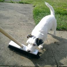 Jack russell terrier Nørlunds lollipop (Lolli)