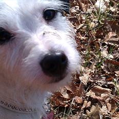 Jack russell terrier Nørlunds lollipop (Lolli)