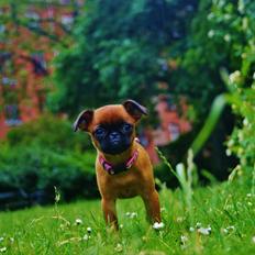 Griffon petit brabancon Betty Boop