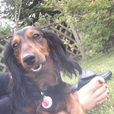 Dværggravhund Freja<3