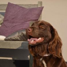 Blanding af racer Bella