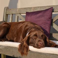 Blanding af racer Bella