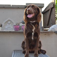 Blanding af racer Bella