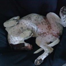 Gammel dansk hønsehund Sasso Solgt