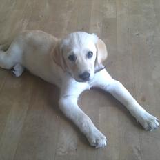 Labrador retriever Sally<3