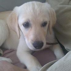 Labrador retriever Sally<3