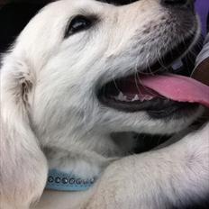 Golden retriever Benji