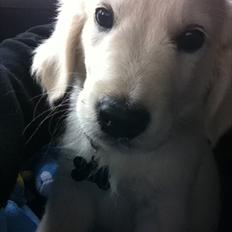 Golden retriever Benji