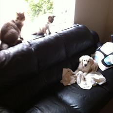 Golden retriever Benji