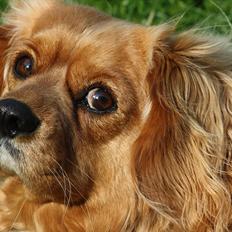 Blanding af racer Molly - den smukkeste himmelhund