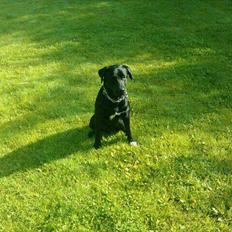 Blanding af racer buller