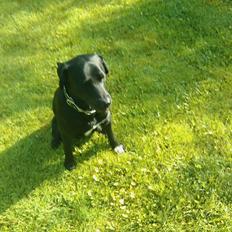 Blanding af racer buller