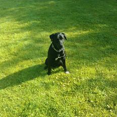 Blanding af racer buller