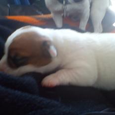 Jack russell terrier Maggie