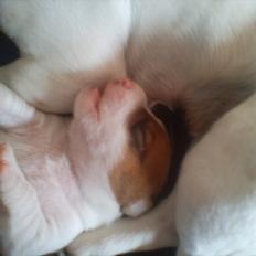 Jack russell terrier Maggie