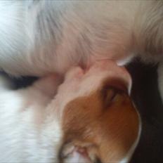 Jack russell terrier Maggie