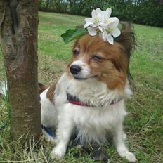 Papillon Nikita {Himmel Hund} 