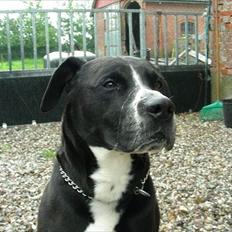 Blanding af racer Basse