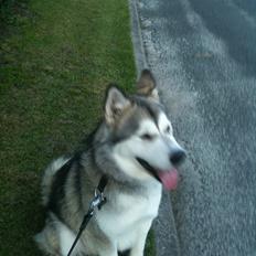 Alaskan malamute Kenzo