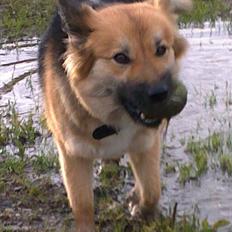 Islandsk fårehund Malou