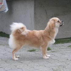 Tibetansk spaniel Khyi-Mo's J-Zigsa