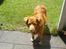 Nova scotia duck tolling retriever Sally (BHs HC)