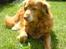 Nova scotia duck tolling retriever Sally (BHs HC)