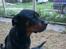 Rottweiler Sille