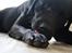 Labrador retriever Balder