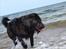 Riesenschnauzer  Doolittle's Odin - Fotografen: Ida Jensen