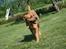 Blanding af racer Akeela