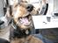 Airedale terrier Tessdale`s Magnificent prince (Ozzi) - Min frække Ozzi <3