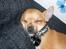 Chihuahua koda's KATA - jeg er helt kaputte;)