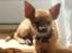 Chihuahua koda's KATA - ligger lige og nyder solen...