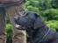 Labrador retriever Aiyo