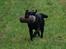 Labrador retriever Aiyo - Træning