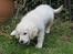 Golden retriever Effie/Zoe - Lege<3