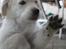 Golden retriever Effie/Zoe - Luk mig ind<3