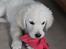 Golden retriever Effie/Zoe - bide bide<3