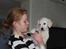 Golden retriever Effie/Zoe - <3