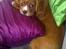 Cavalier king charles spaniel Silje - Puttehunden Silje.