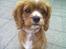 Cavalier king charles spaniel Silje - Prinsesse Silje!