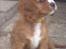 Cavalier king charles spaniel Silje - Lille Silje - kun 8 uger. 