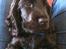 Cocker spaniel Athos - dejligt at ligge på mors mave.