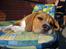 Blanding af racer Basse. Beagle/Fransk bulldog - 4/9-2011
Basse ligger og soler sig ;)