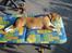 Blanding af racer Basse. Beagle/Fransk bulldog - 4/9-2011