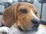 Blanding af racer Basse. Beagle/Fransk bulldog - 4/9-2011