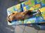 Blanding af racer Basse. Beagle/Fransk bulldog